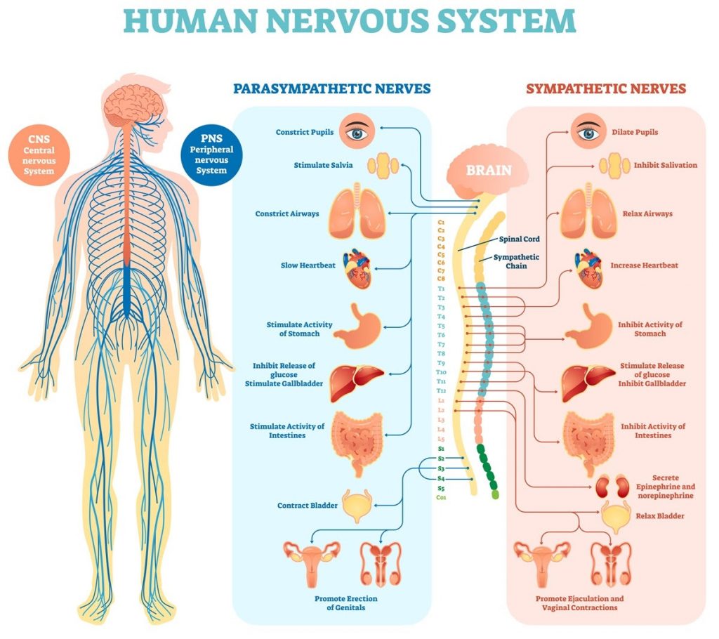 Discover More About Your Nervous System in our latest blog